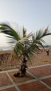GC-Paseo Las Canteras (Las Palmas) 2026-169.jpg